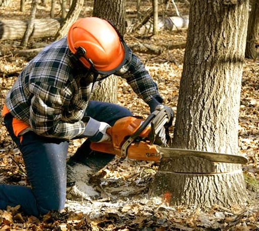 Tree Removal in Glen Alpine, NC